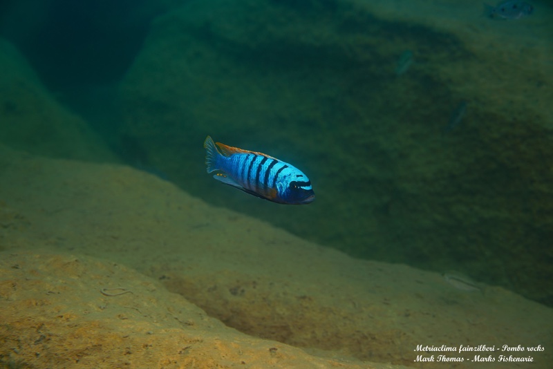 Maylandia fainzilberi 'Pombo Rocks'